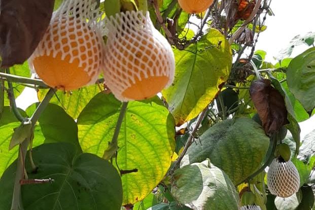 Peruvian fresh Granadilla for Export