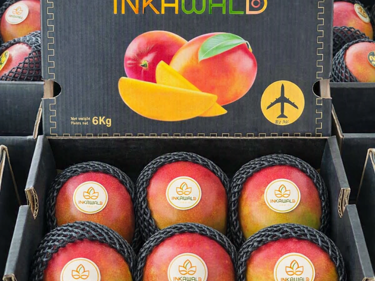 Kent mango export cartons packed for European markets by Air