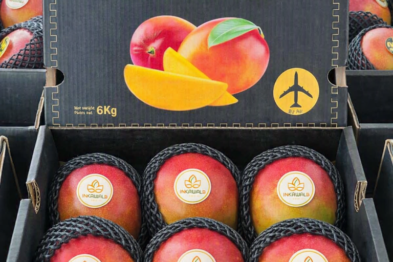 Peruvian Mango varieties Kent
