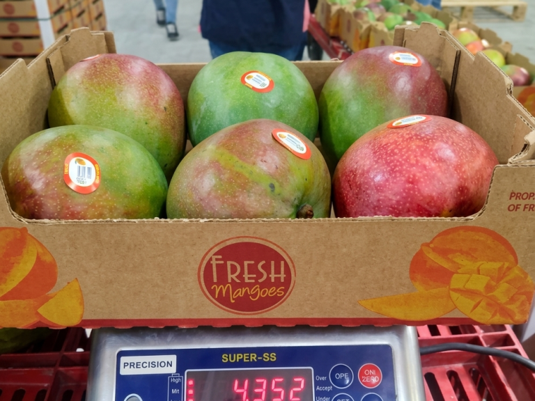 Mango Kent packing facility in Piura, Peru