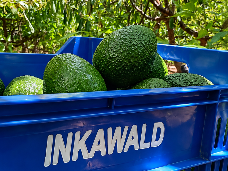 Hass avocados freshly harvested in field crate at certified Peruvian farm