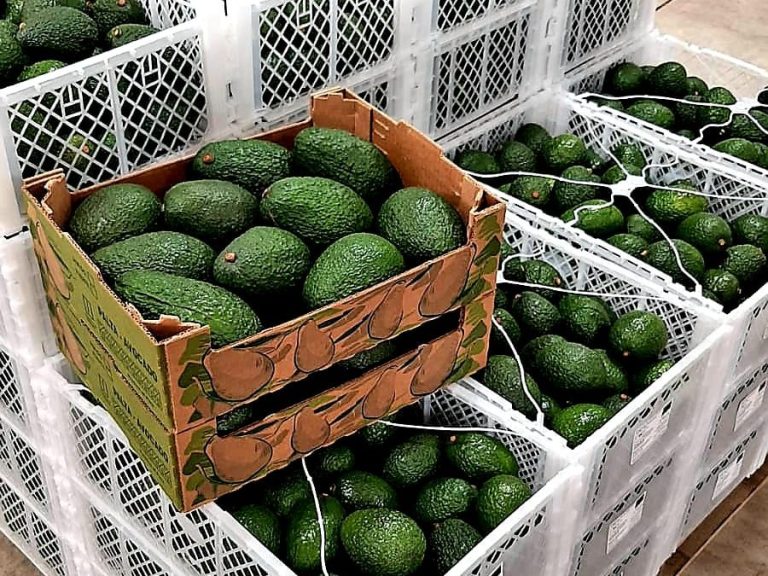 Hass avocado export cartons of 4kg and 10kg packed by Inkawald Germany for European markets