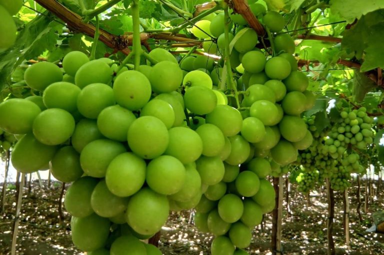 Peruvian table grapes, seedless and seeded varieties
