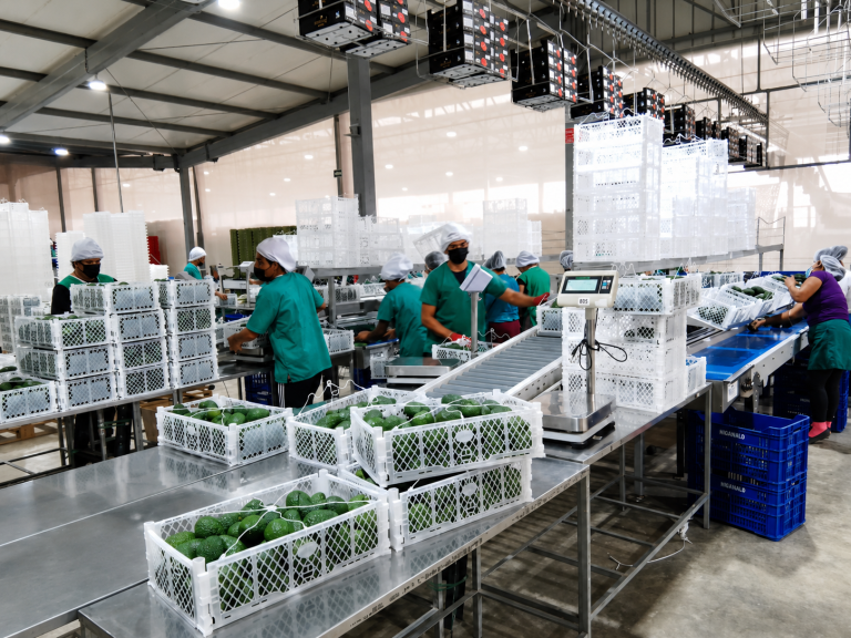 Hass avocados packed in 10kg plastic crates at Inkawald certified processing facility in Peru