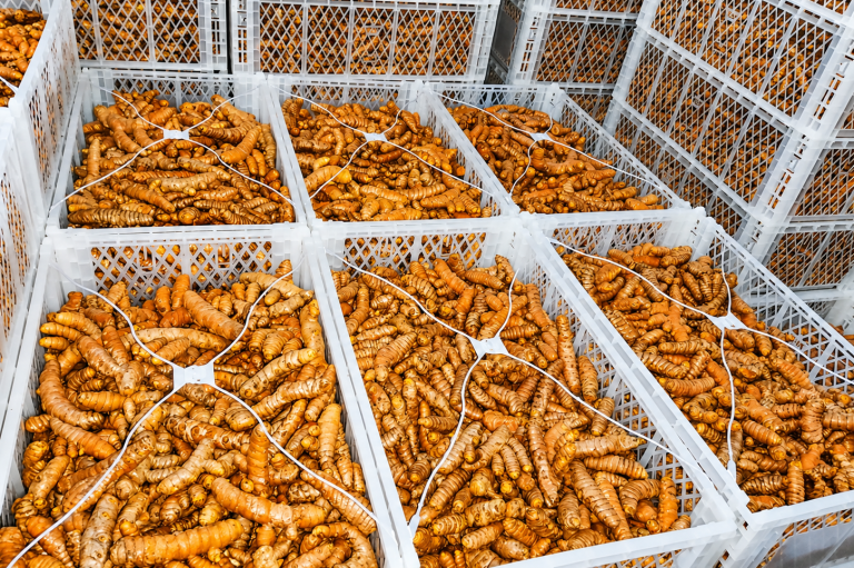 Organic Peruvian turmeric, fresh export quality