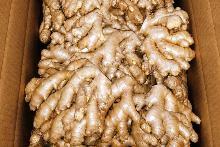 Organic Peruvian ginger ready for export