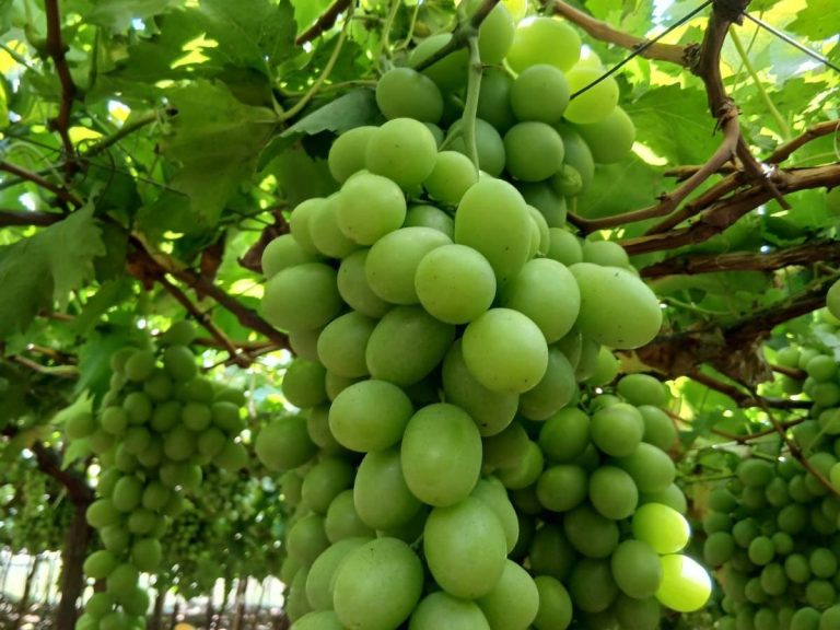 Green seedless grapes from Peru, export quality