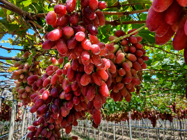 Red seedless grapes from Peru, export quality