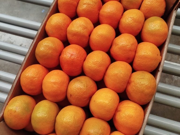 10kg carton of fresh Satsuma mandarins from Peru packed for export to European markets
