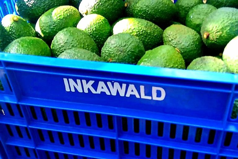 Premium Hass avocado from Peru