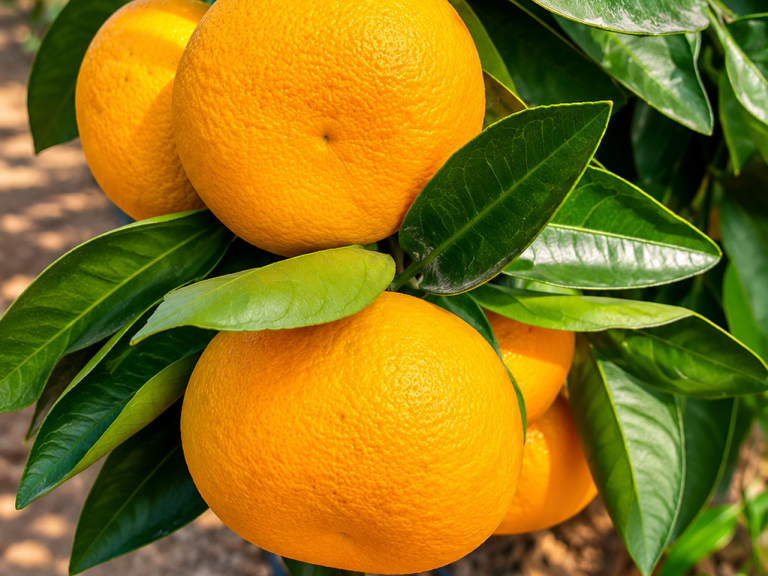 Satsuma mandarin tree loaded with ripe fruit at certified Peruvian orchard ready for European export