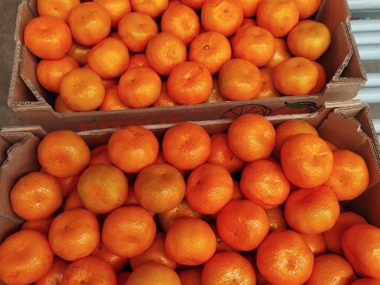 W. Murcott mandarin export cartons stacked showing Inkawald packaging and labeling