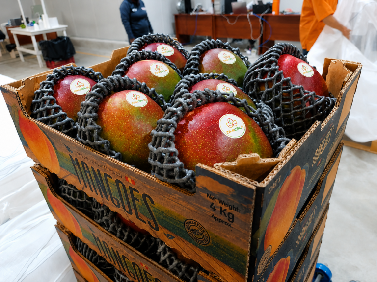 Fresh Kent mangoes packed in 4 KG boxes
