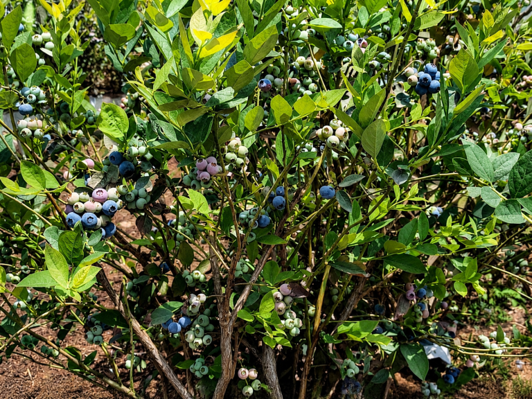 Fresh Peruvian blueberries harvested for export
