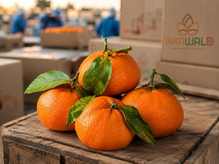 Fresh W. Murcott mandarins from Peru displayed on table showing premium quality for European export
