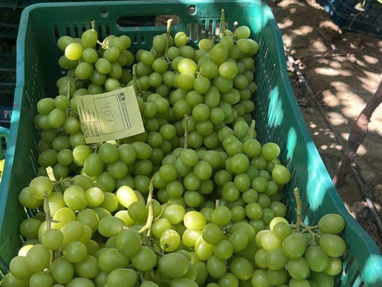 Harvest table grapes to be export in packed in 8.2kg cartons