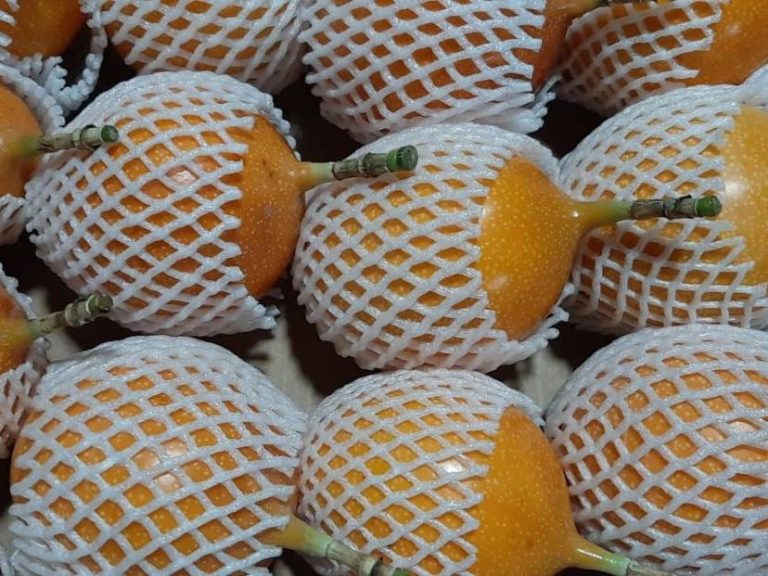 Ripe Kent mangoes from Peru showing export-grade quality