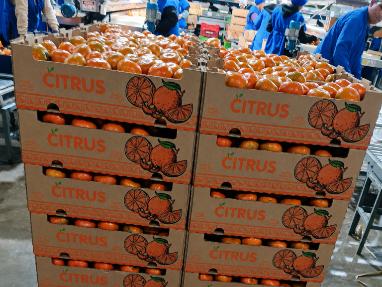 Pallets of mandarin export cartons stacked and ready for shipment from Peru to Europe