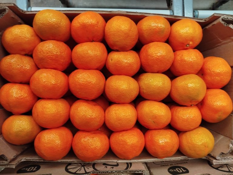 10kg carton of W. Murcott mandarins from Peru packed for export to European markets