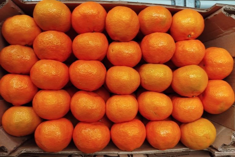 Fresh Peruvian mandarins, Satsuma and W. Murcott varieties