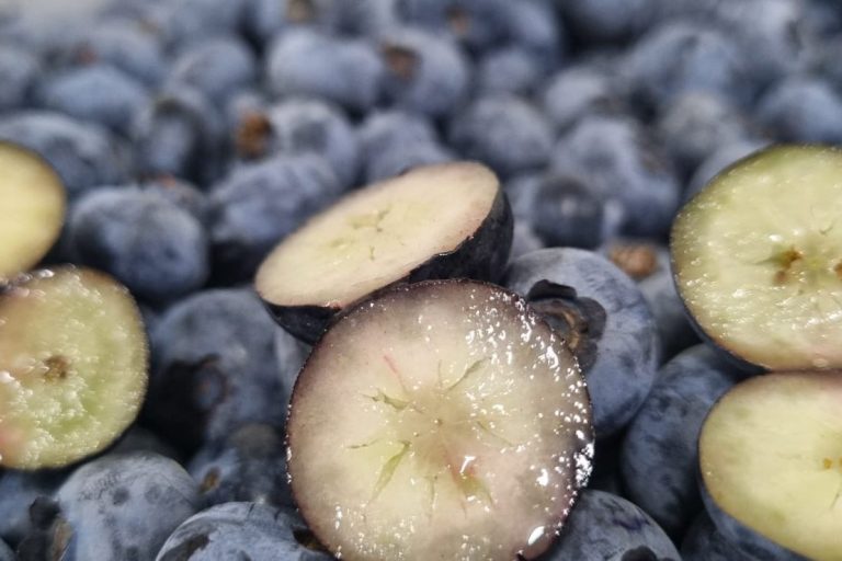 Fresh Peruvian blueberries, GLOBALG.A.P. certified