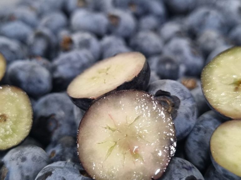 Sweet firm blueberries from Peru, GLOBALG.A.P. certified